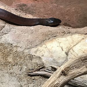 Red spitting cobra