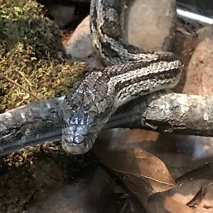 Gray ratsnake