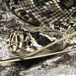 Eastern diamondback rattlesnake
