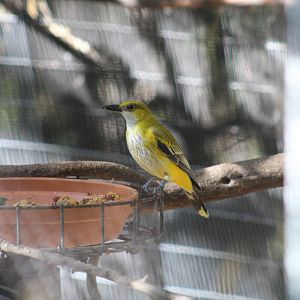 African Golden Oriole
