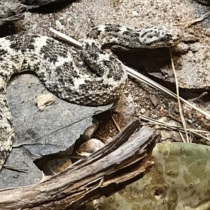 Speckled rattlesnake