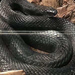 Eastern ratsnake