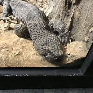 Black beaded lizard