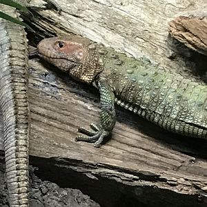 Caiman lizard