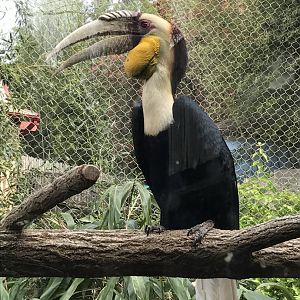 Wreathed hornbill