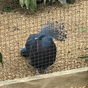 Victoria crowned pigeon