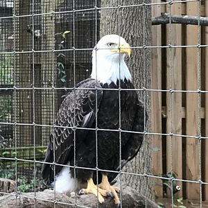 Bald eagle