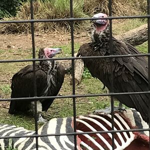 Lappet-faced vultures