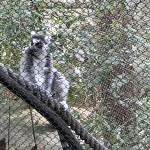 Ring-tailed lemur