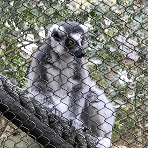 Ring-tailed lemur