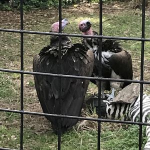 Lappet-faced vultures