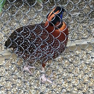 Temminck's tragopan