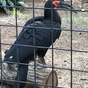 Southern ground hornbill