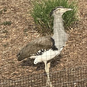 Kori bustard