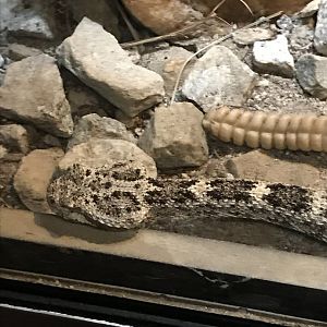Speckled rattlesnake