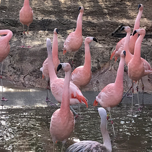 Chilean flamingos