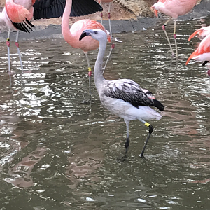 Chilean flamingos