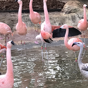 Chilean flamingos