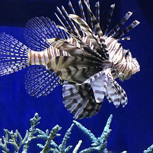 Red lionfish