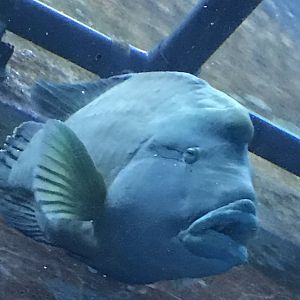 Humphead wrasse