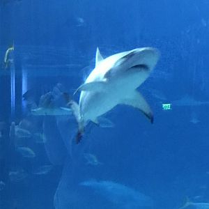 Blacktip shark