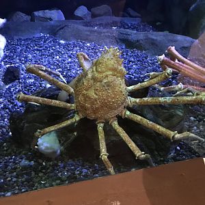 Japanese spider crab