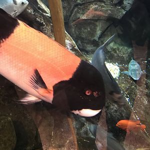 California sheephead