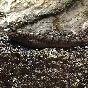 Mudskipper