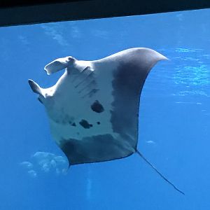 Manta ray