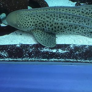 Zebra shark