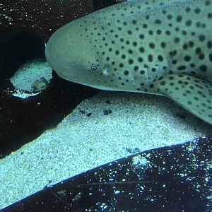 Zebra shark