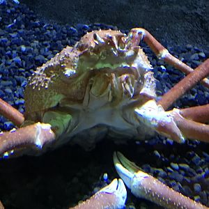 Japanese spider crab