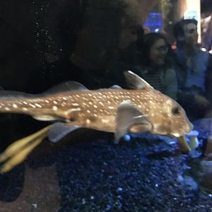 Spotted ratfish