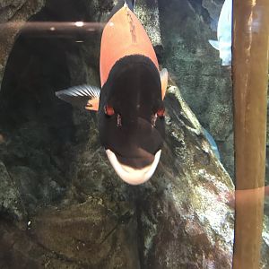 California sheephead