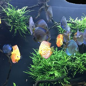 Blue discus
