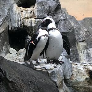 African penguins