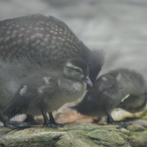 Aix sponsa ducklings
