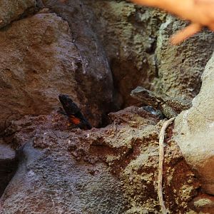 Mozambique Girdled Lizards