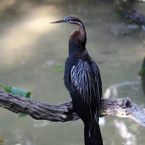 African Darter