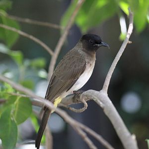 Common Bulbul