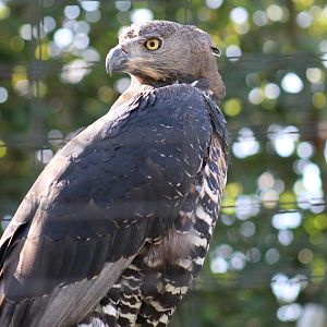 African Crowned Eagle