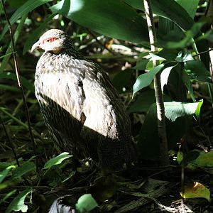 Yellow-Necked Francolin