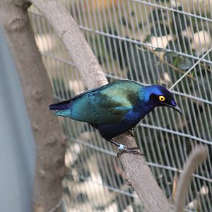 Purple Glossy Starling