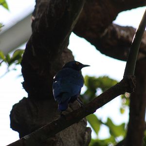 Greater Blue-Eared Starling