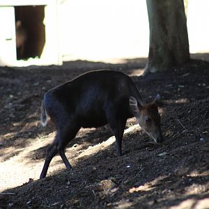 Black Duiker