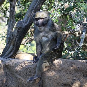 Allen's Swamp Monkey