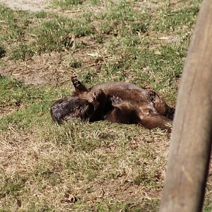 Spotted-Necked Otter