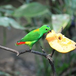 Blue-Crowned Hanging-Parrot