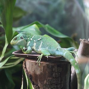 Fiji Banded Iguana