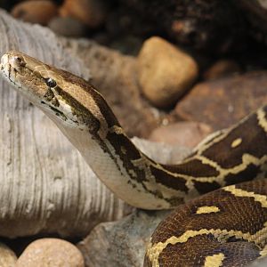 Indian Rock Python